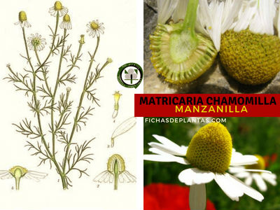 Matricaria chamomilla, Manzanilla