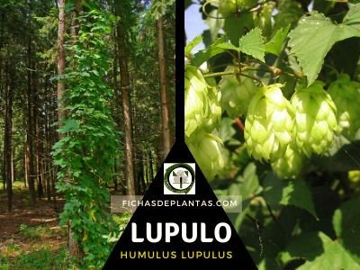 Qué es lupulo y para qué sirve