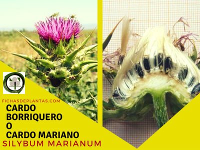 Cardo Mariano o Borriquero