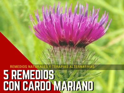 Cardo Mariano Remedios