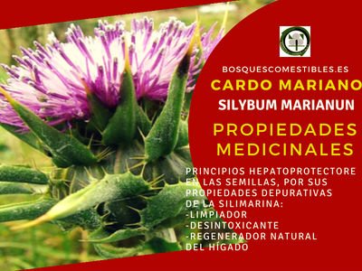Silybum marianum, Cardo Mariano Propiedades
