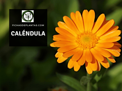 calendula