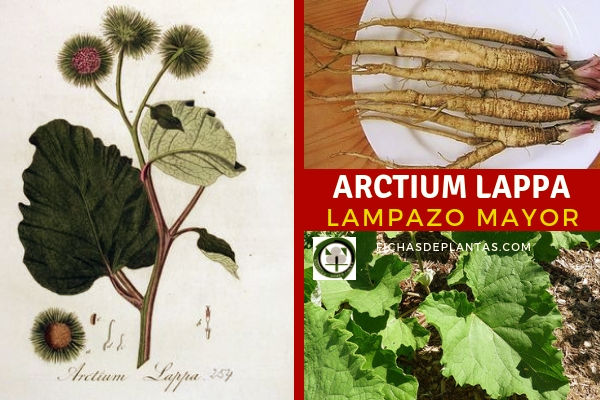 Arctium lappa, Bardana