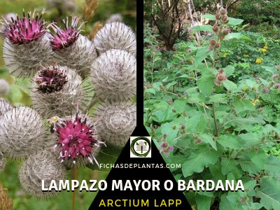 Bardana o Lampazo Mayor, Arctium lappa
