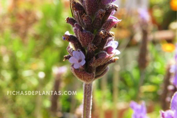 Flor de Espliego o Lavanda
