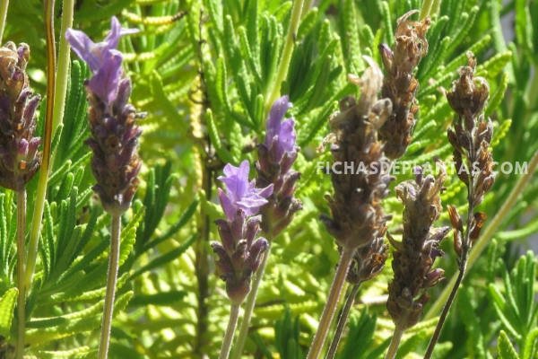 Florece el Espliego, Planta