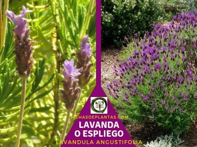 Lavanda Planta Medicinal