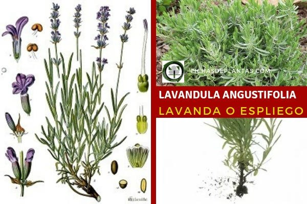 Lavandula angustifolia, Lavanda