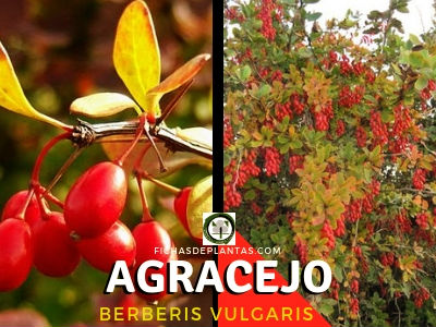 Agracejo Planta Medicinal