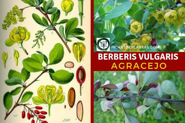 Berberis vulgaris, Agracejo