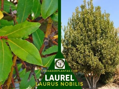 Laurel árbol Lauraceae