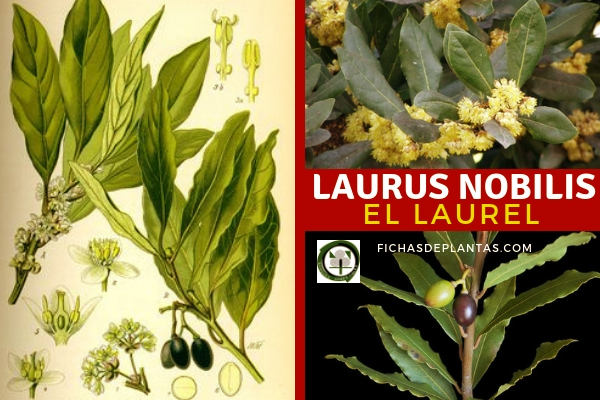 Laurus nobilis