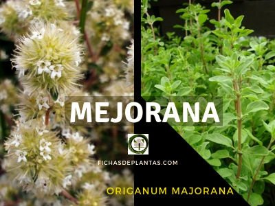 Mejorana Planta. Salud en maceta