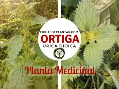 Ortiga es una Planta de la Familia Urticáceas