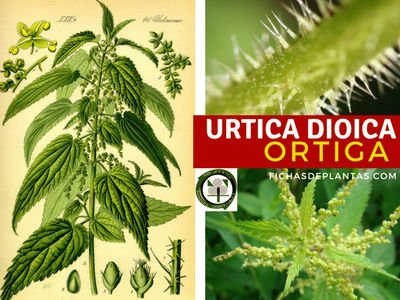 Urica dioica, la Ortiga