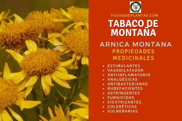 Arnica montana Propiedades