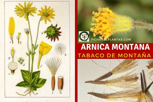 Arnica montana