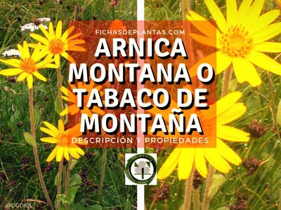 Arnica montana o Tabaco de montaña