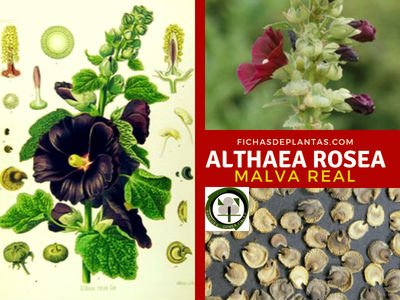 Althaea rosea, Malva Real