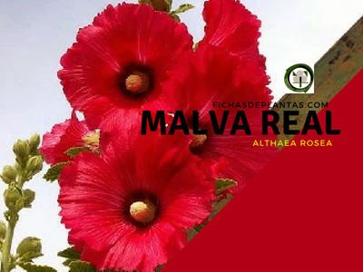 Malva Real, Althaea rosea