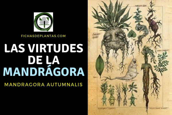 Virtudes de la Mandrágora