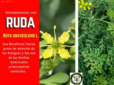 Planta Ruta graveolens