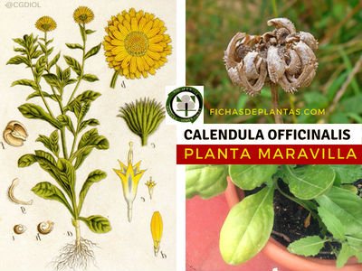 Calendula officinalis, Maravilla