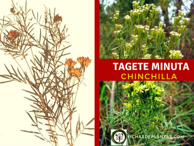 Chinchilla Planta Medicinal