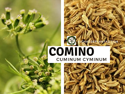 Comino, Cuminum cyminum | Índice de Plantas