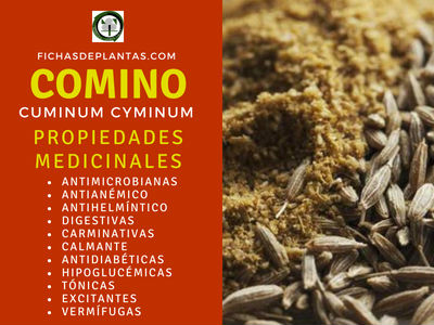 Comino Propiedades Medicinales