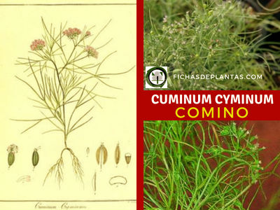 Cuminum cyminum.