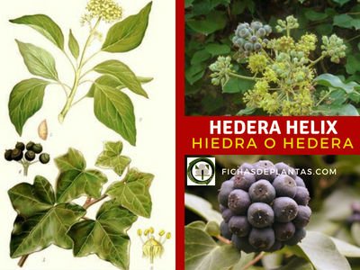 Hedera Helix, Hiedra