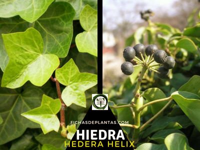 Hiedra Planta Medicinal