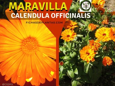 Maravilla Planta Medicinal