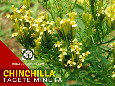Tagete minuta, Chinchilla