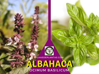 Albahaca, Ocimum basilicum