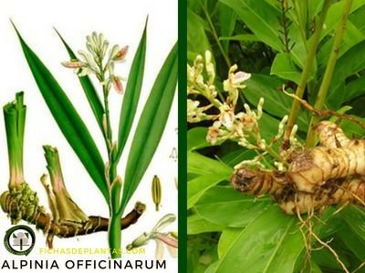 Alpinia officinarum, Galanga
