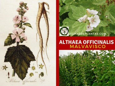 Althaea officinalis, Malvavisco