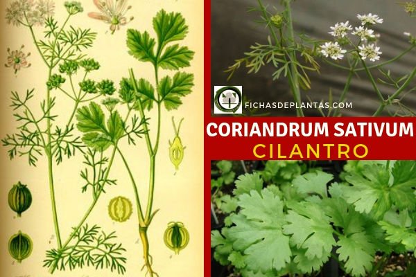 Cilantro Planta Medicinal