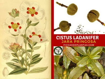 Cistus ladanifer, Jara Pringosa