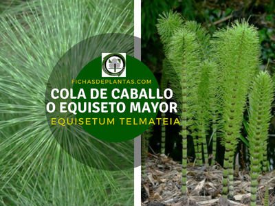 Cola de Caballo o Equiseto Mayor