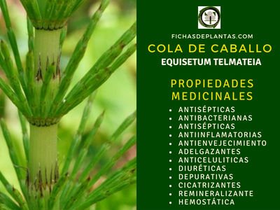 Cola de Caballo Propiedades Medicinales