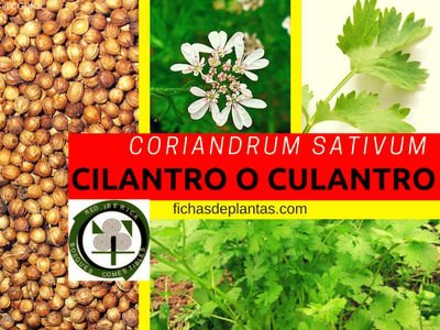 Coriandrum sativum, Cilantro