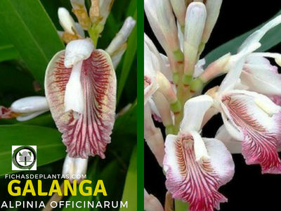 Flores de la Galanga