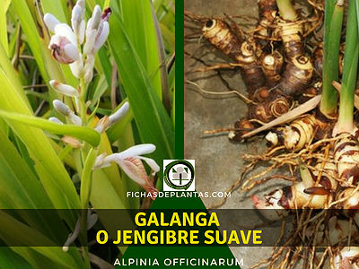Galanga Planta Comestible