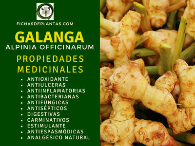 Galanga Propiedades Medicinales