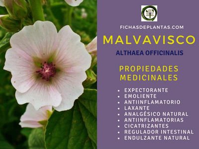 Malvavisco Propiedades Medicinales