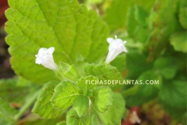 Flores de la Melisa, Imagen