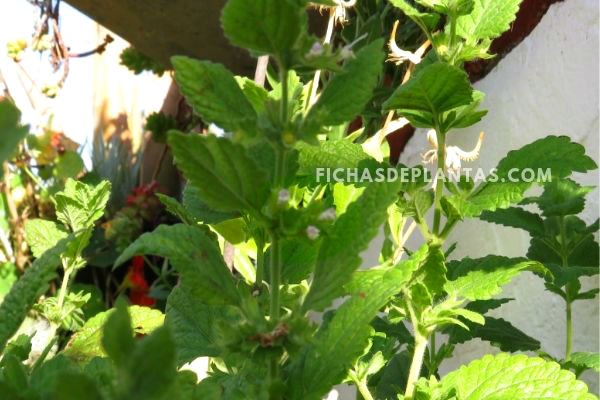 Melisa, Planta con Flor