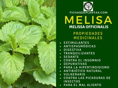 Melisa Propiedades Medicinales